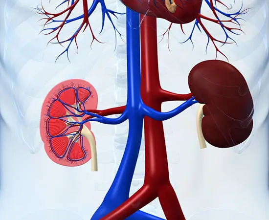 Kidney Disorder Diet